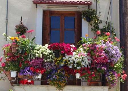 Kwiaty balkonowe i ogrodowe